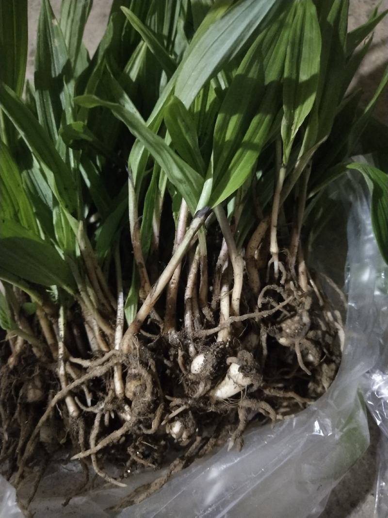 云南地区宽叶毛慈姑苗，紫花白花随意选择，欢迎需要老板咨询