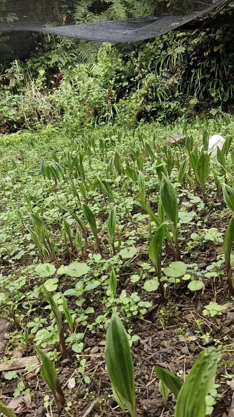 云南地区宽叶毛慈姑苗，紫花白花随意选择，欢迎需要老板咨询