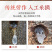 云南特级野生拉丝雪燕桃胶皂角米组合即食野生无硫雪燕可美容