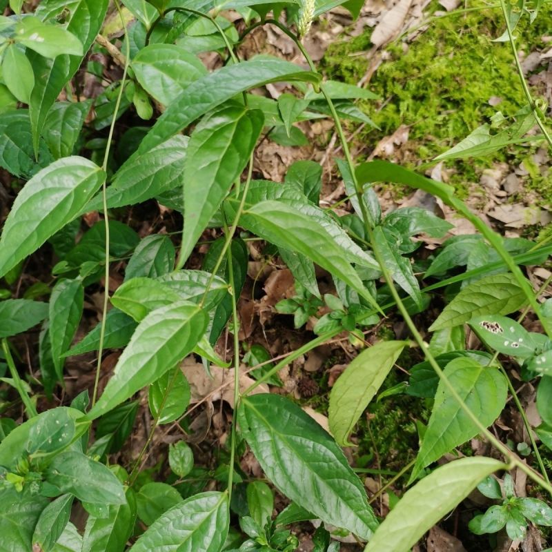 野生腹水草无硫磺新鲜现采