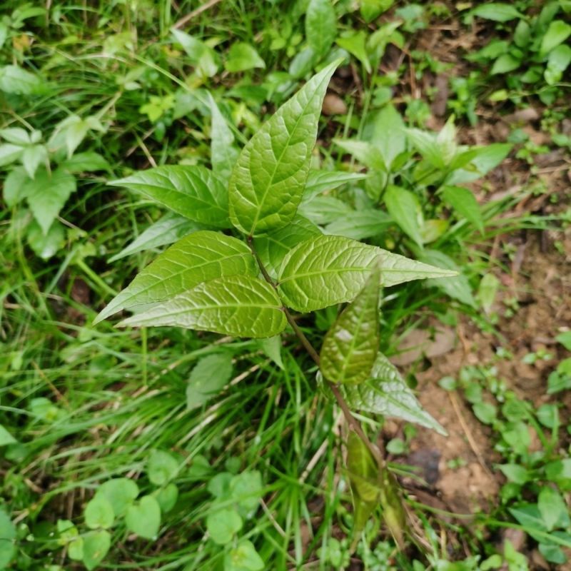 野生腹水草无硫磺新鲜现采