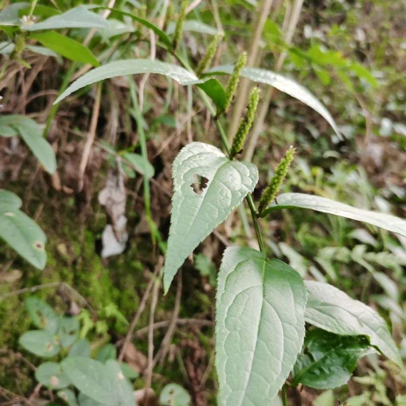 野生腹水草无硫磺新鲜现采