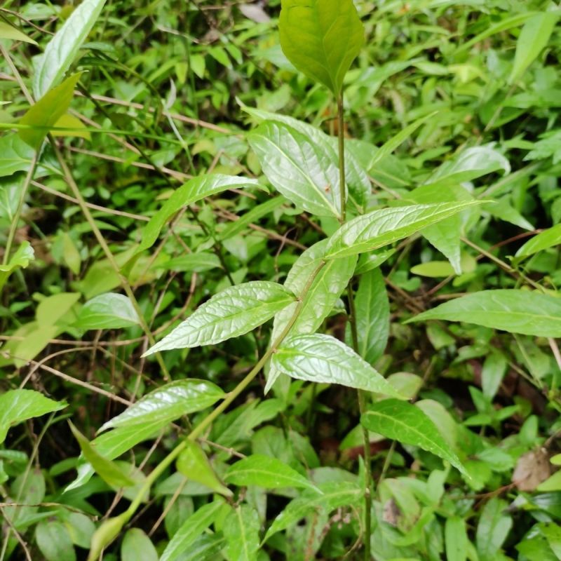 野生腹水草无硫磺新鲜现采