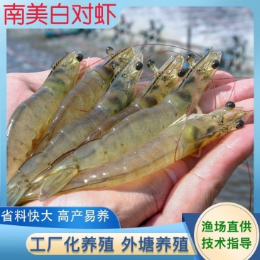 南美白对虾苗淡化快大一代苗工厂化技术指导虾场直发