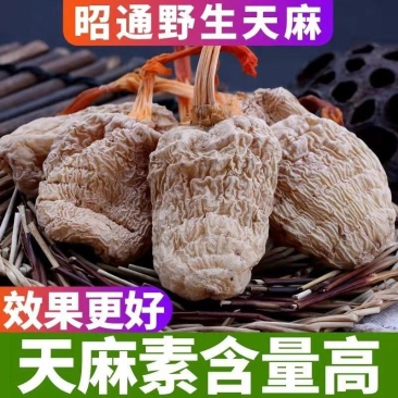 正宗天麻云南深山天然野生昭通小草坝超细粉代切片2