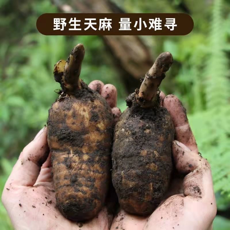 正宗天麻云南深山天然野生昭通小草坝超细粉代切片2