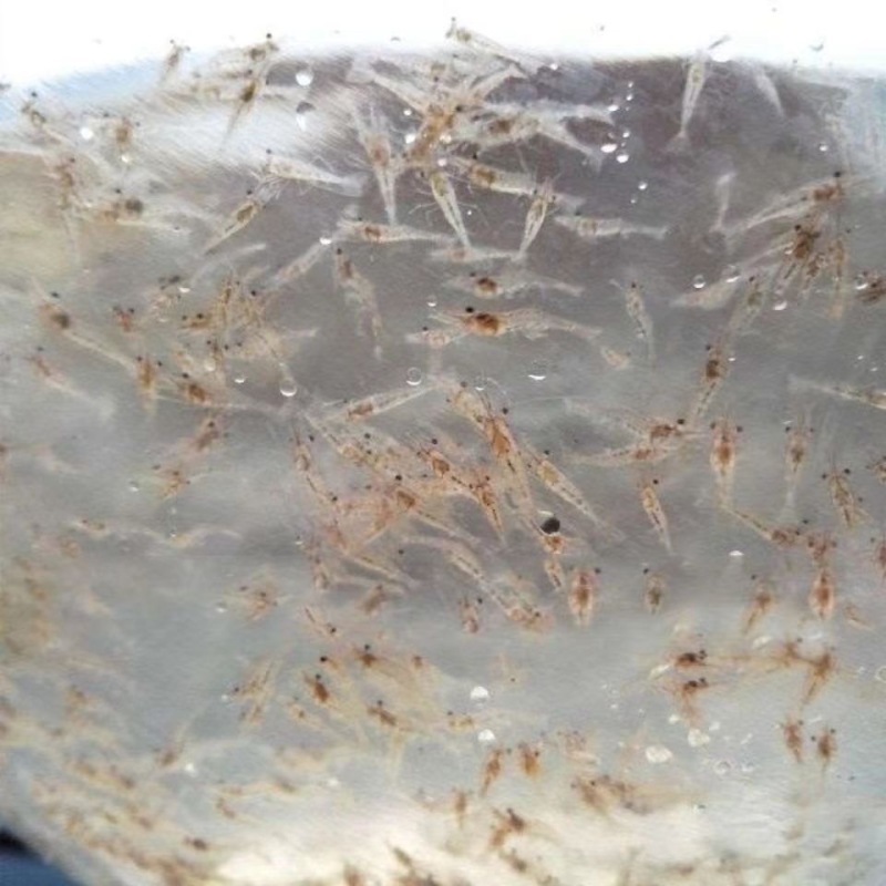 南美白对虾苗淡化快大一代苗工厂化技术指导虾场直发