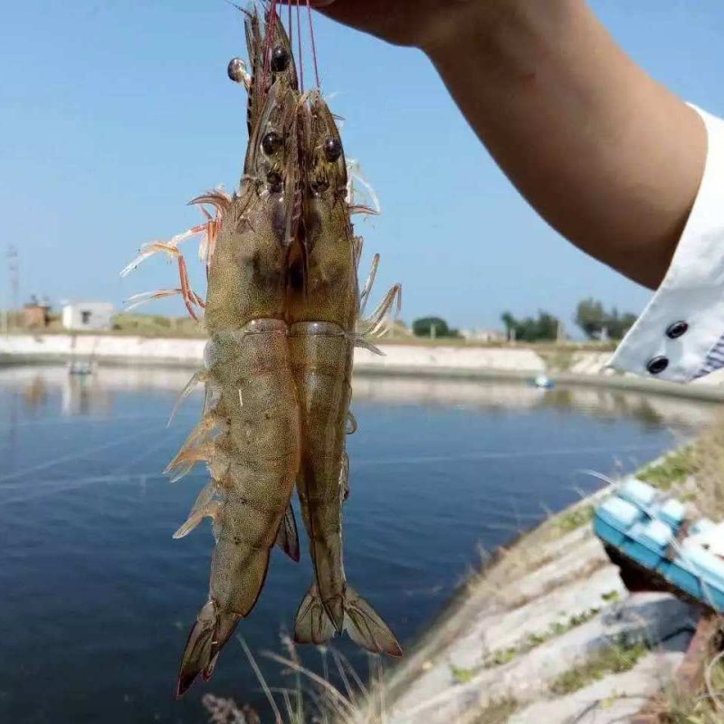 南美白对虾苗淡化快大一代苗工厂化技术指导虾场直发