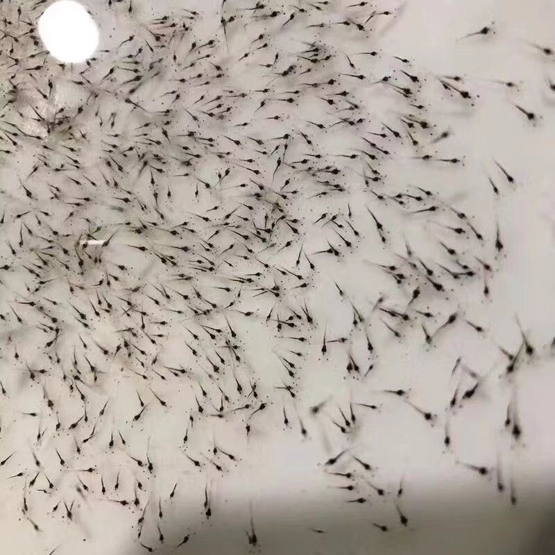 南美白对虾苗淡化快大一代苗工厂化技术指导虾场直发