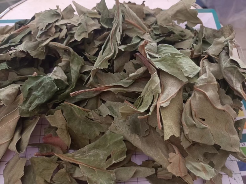 柿叶干货柿子叶冷背中药材欢迎选购