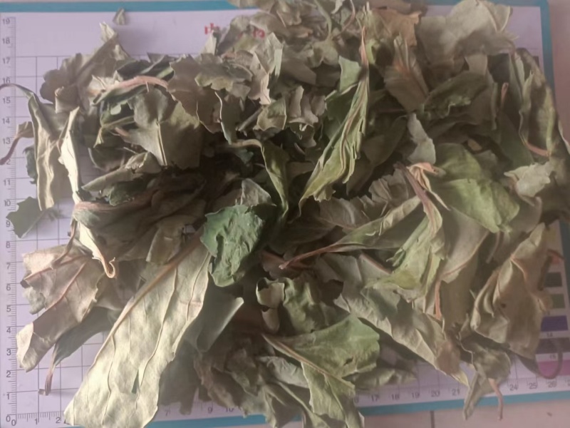 柿叶干货柿子叶冷背中药材欢迎选购