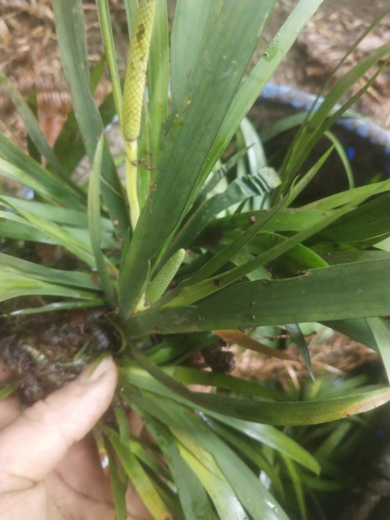 云南地区红心大叶石菖蒲苗，欢迎需要咨询订购。