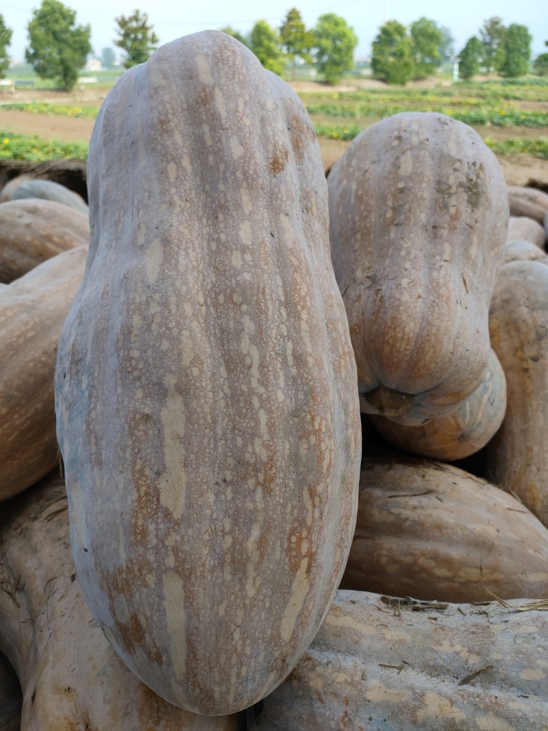 蜜本南瓜5-15斤长期大量供应，颜色紫红，保证质量OK