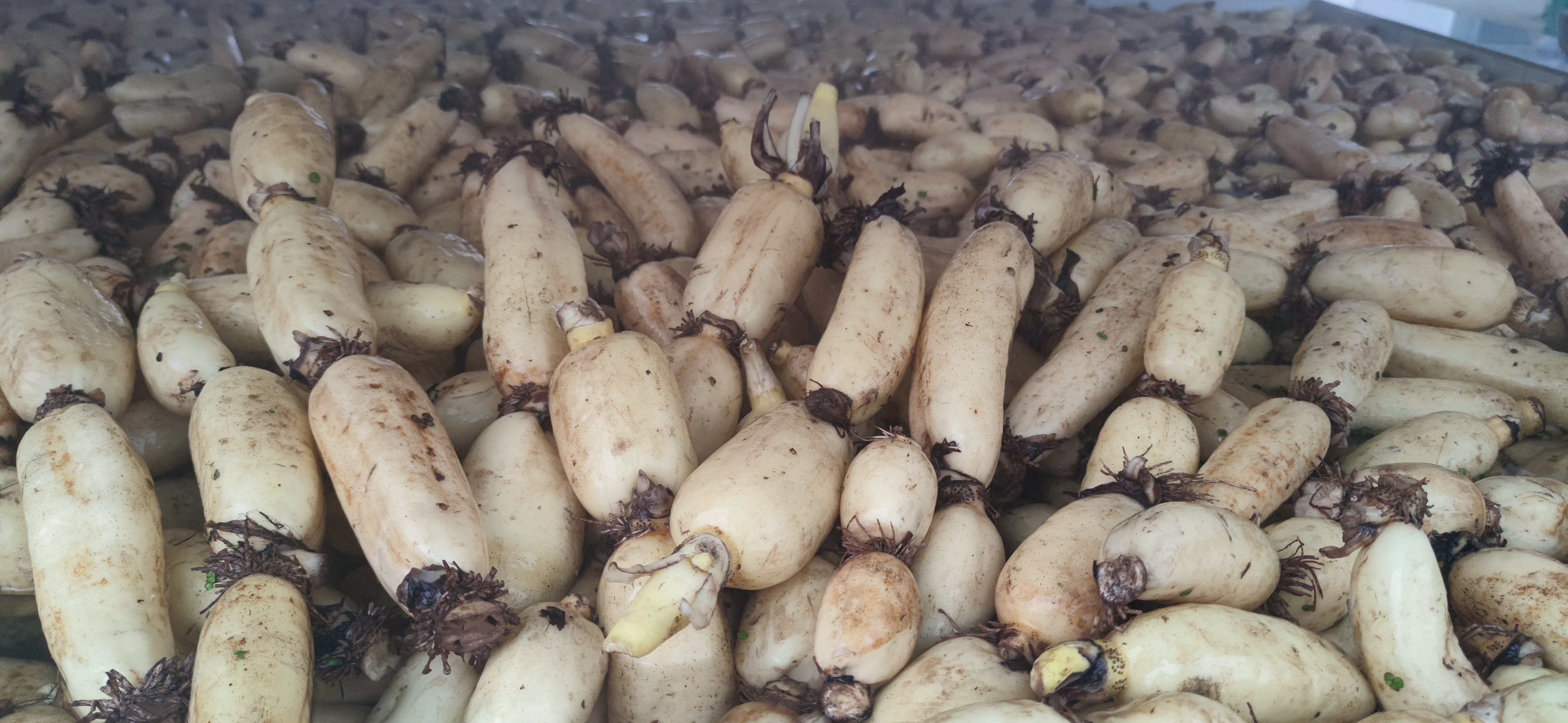 一个现代化的莲藕加工厂外景,透明参观走廊内游客正在观看自动化清洗与切片生产线;厂区一侧设有农家乐餐厅和特产售卖区,货架上陈列着各种莲藕制品,背景是盛开的荷花池,体现农业与旅游、加工融合发展的新模式 莲藕加工与乡村旅游结合场景