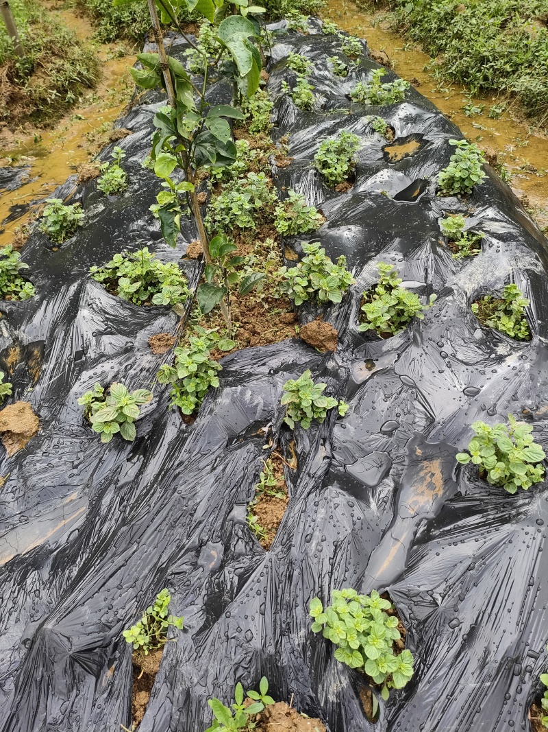 新鲜凉粉草，仙草，出胶多，自己家种植