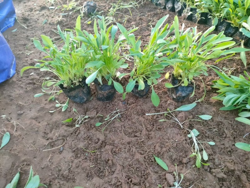 金鸡菊杯苗多芽大花金鸡菊杯苗基地直供提供技术指导