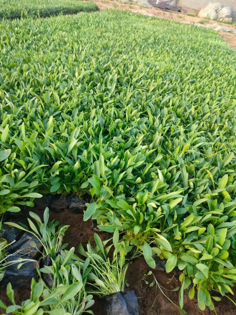 金鸡菊杯苗多芽大花金鸡菊杯苗基地直供提供技术指导