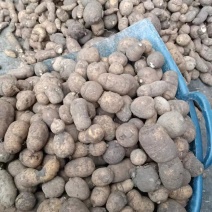 金果榄块茎出售，欢迎需要老板咨询订购