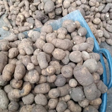 金果榄块茎出售，欢迎需要老板咨询订购