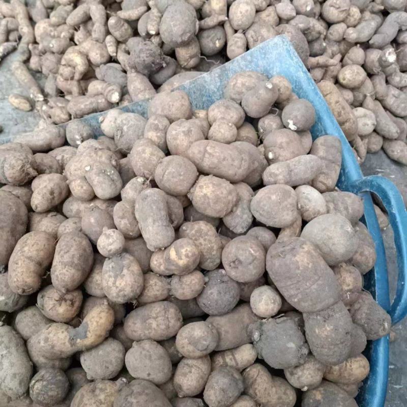 金果榄块茎出售，欢迎需要老板咨询订购