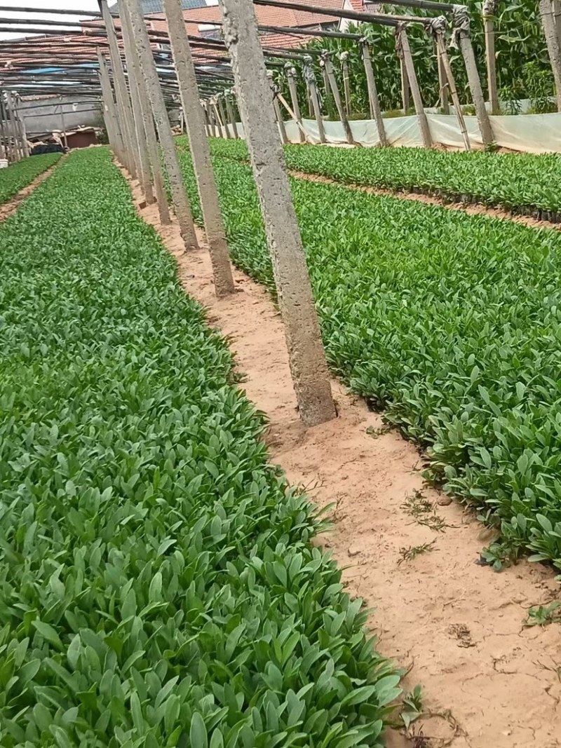 金鸡菊杯苗多芽大花金鸡菊杯苗基地直供提供技术指导