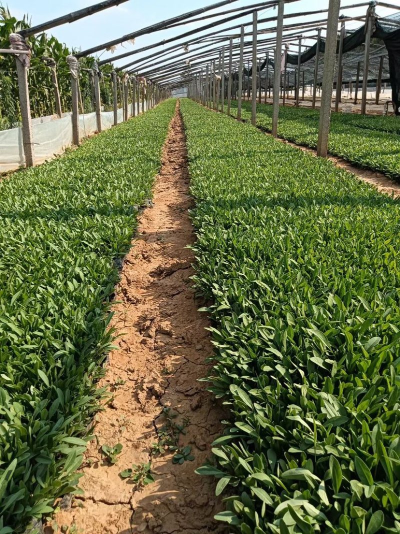 金鸡菊杯苗多芽大花金鸡菊杯苗基地直供提供技术指导