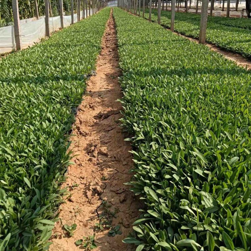金鸡菊杯苗多芽大花金鸡菊杯苗基地直供提供技术指导