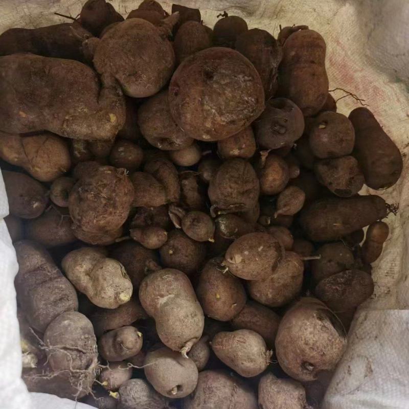 金果榄块茎出售，欢迎需要老板咨询订购
