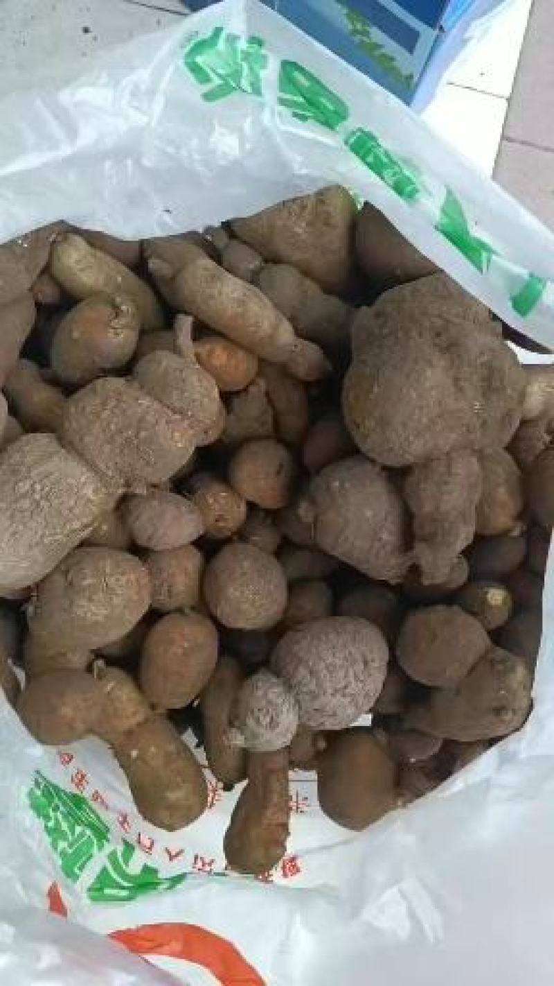 金果榄块茎出售，欢迎需要老板咨询订购