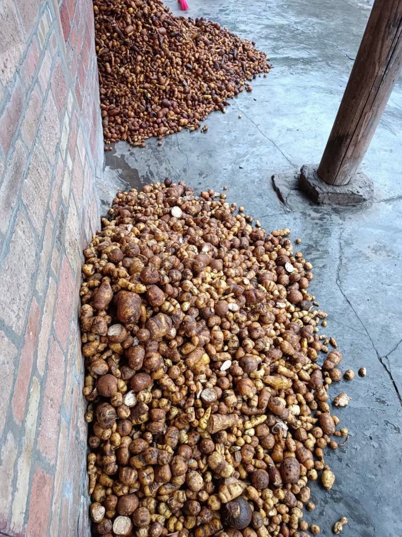 金果榄块茎出售，欢迎需要老板咨询订购