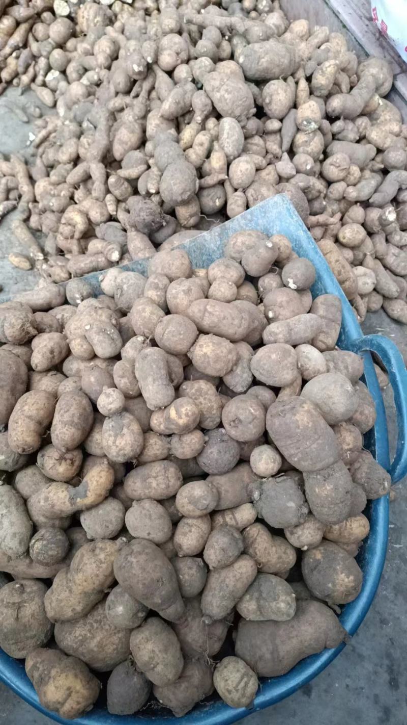 金果榄块茎出售，欢迎需要老板咨询订购