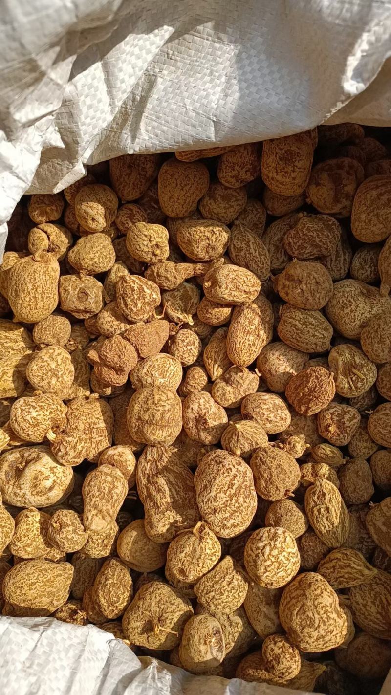 金果榄块茎出售，欢迎需要老板咨询订购