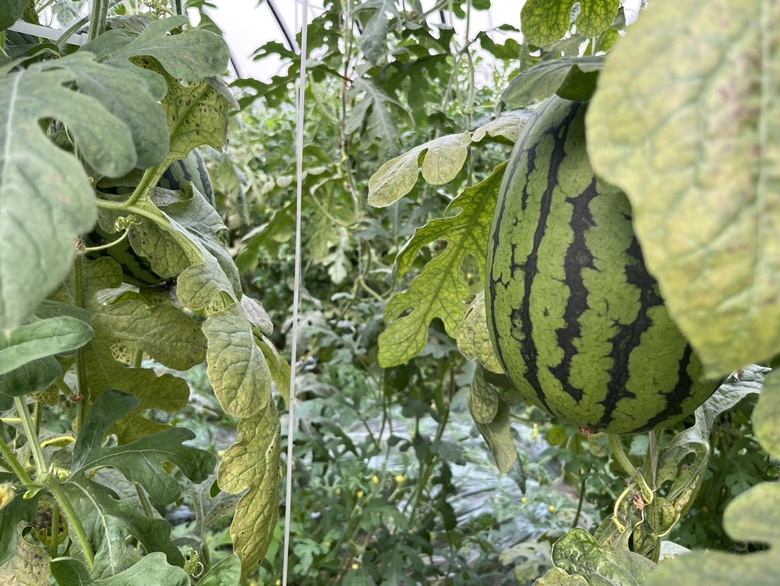 单蔓整枝示意图