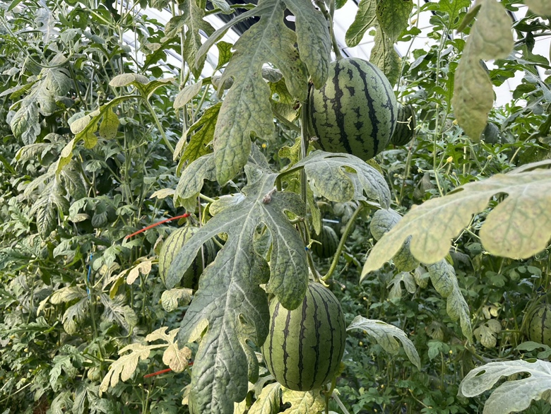 西瓜不坐果现象