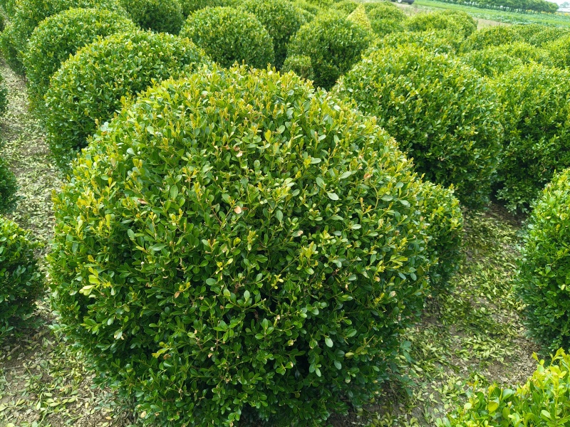瓜子黄杨球冠幅:1m、1.2m量大，价优欢迎订购