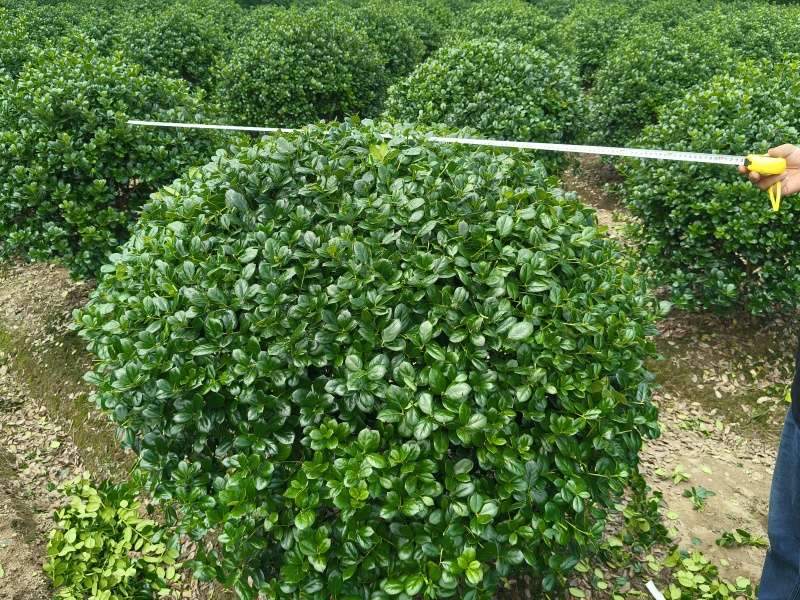 无刺枸骨球冠幅:1.2m、1.5m，量大，价优，欢迎订购
