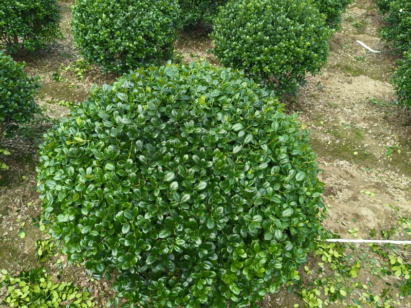 无刺枸骨球冠幅:1.2m、1.5m，量大，价优，欢迎订购