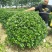 无刺枸骨球冠幅:1.2m、1.5m，量大，价优，欢迎订购