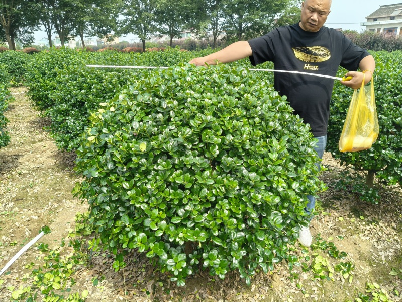 无刺枸骨球冠幅:1.2m、1.5m，量大，价优，欢迎订购