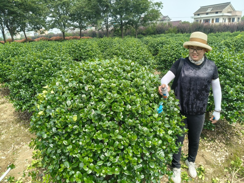 无刺枸骨球冠幅:1.2m、1.5m，量大，价优，欢迎订购