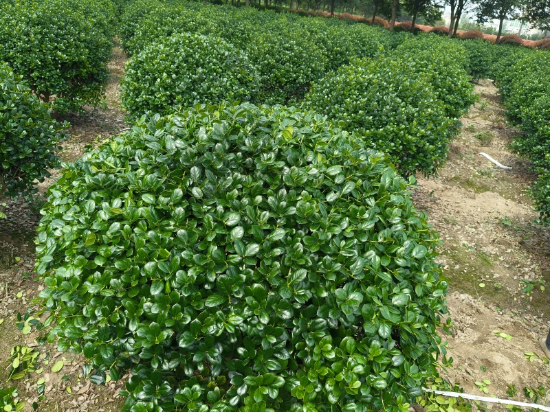无刺枸骨球冠幅:1.2m、1.5m，量大，价优，欢迎订购