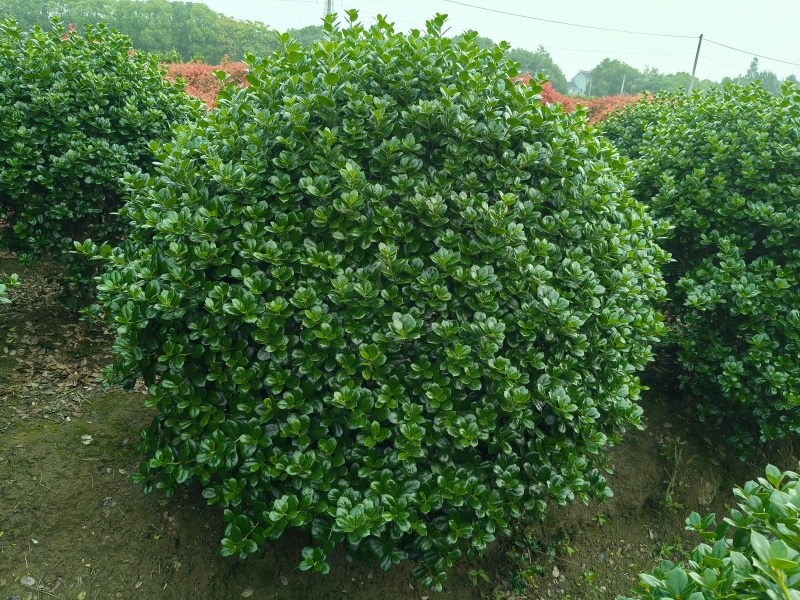 无刺枸骨球冠幅:1.2m、1.5m，量大，价优，欢迎订购