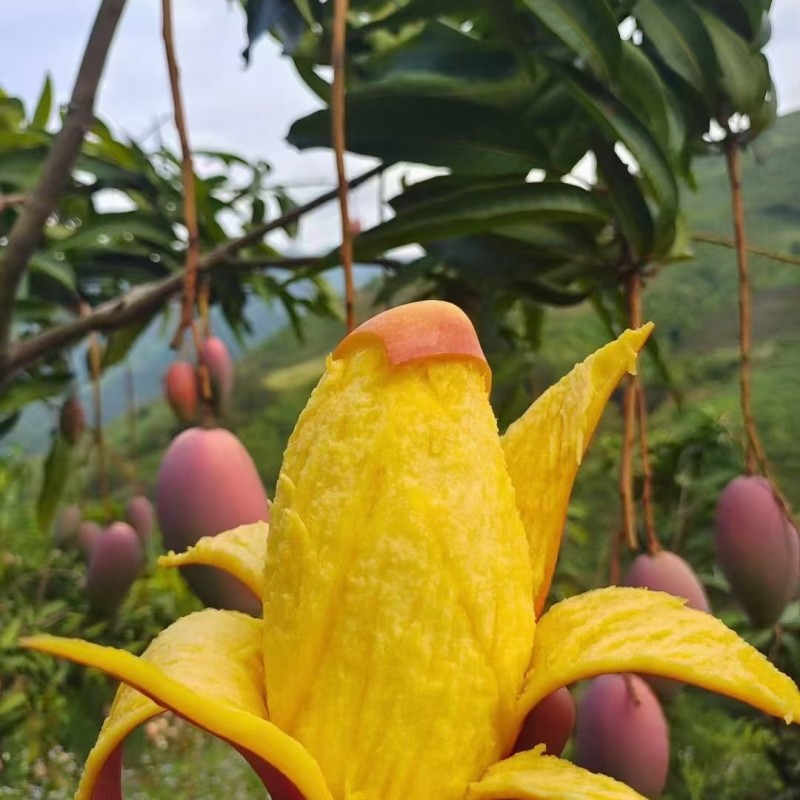 元阳南沙芒果快乐台农大青芒贵妃芒