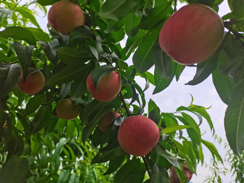 郑三毛桃，中油