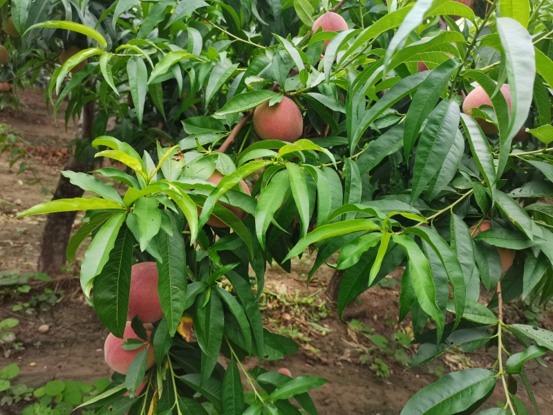 郑三毛桃，中油