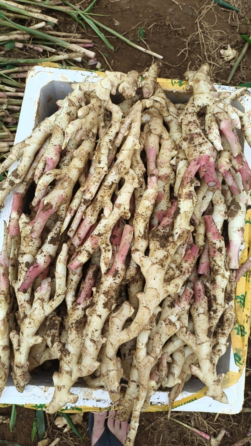 子姜