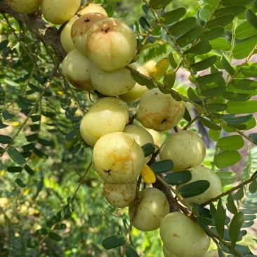 特甜油甘果
