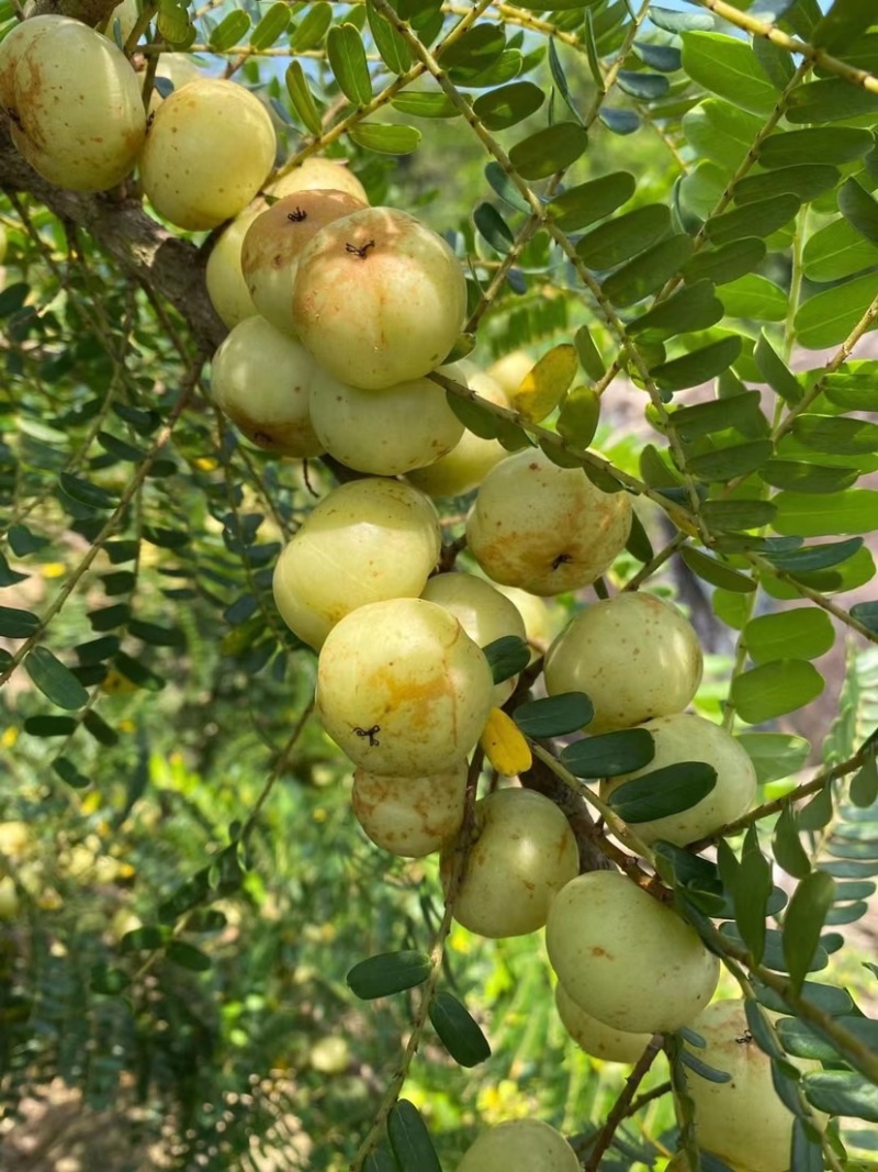 特甜油甘果