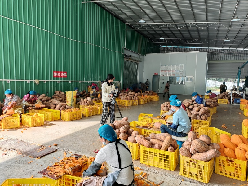 速冻密本南瓜块，工厂直销全国各地发货，欢迎来电咨询