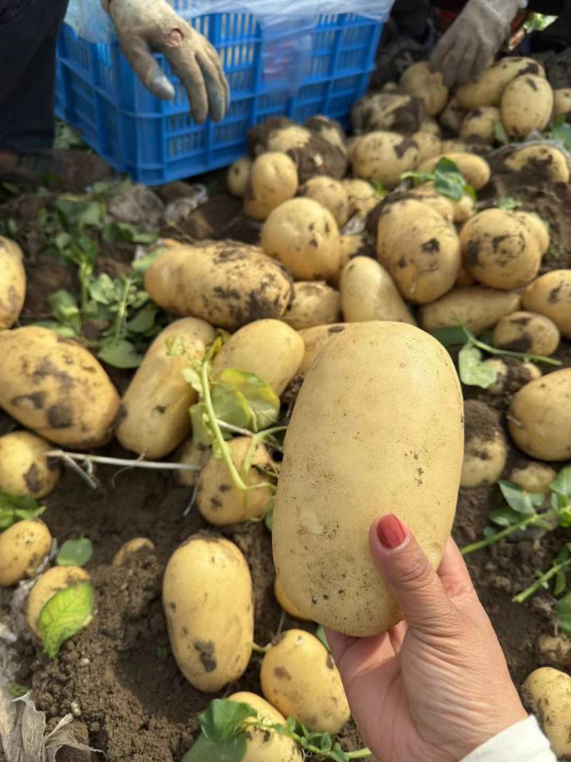 【推荐】精品黄心土豆玉田土豆基地货源品质保障